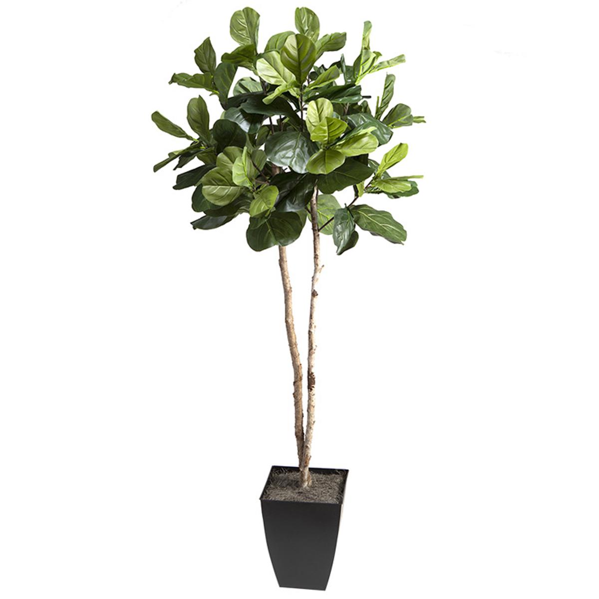 Picture of 7' FIDDLE LEAF FIG TREE IN A SQUARE PLANTER