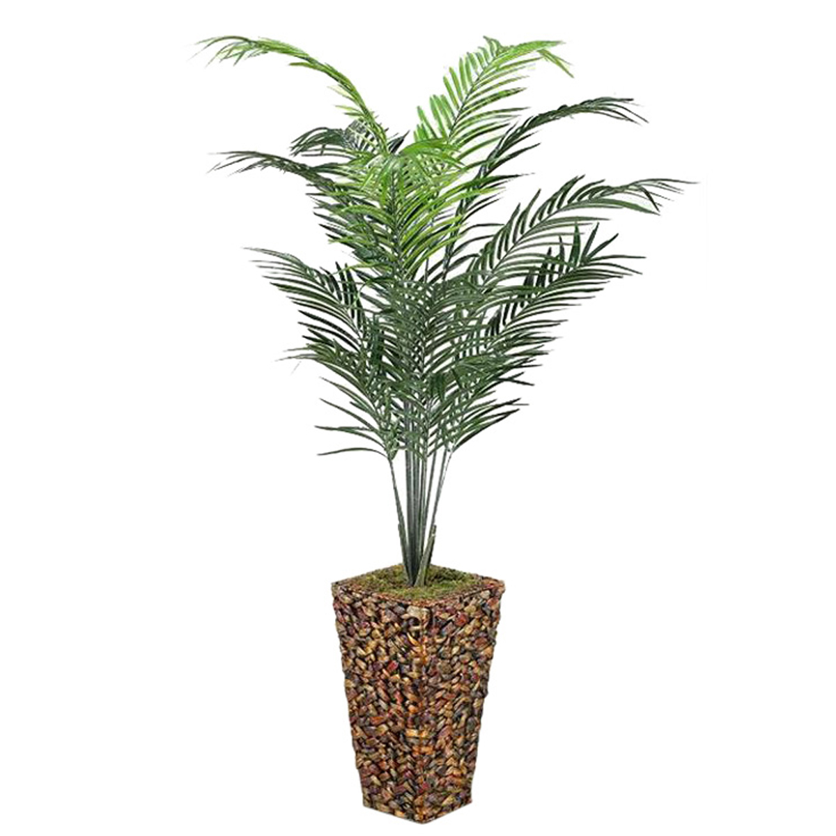 Picture of 7'ARECA PALM IN BANANA LF BSKT