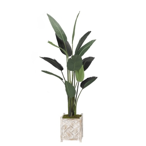 Picture of 6.5'TRAVELLER PALM IN SQ PLNTR