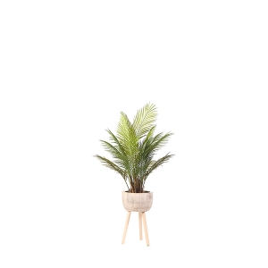 Picture of ARECA PALM IN WOODEN PLNTR