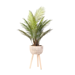 Picture of ARECA PALM IN WOODEN PLNTR