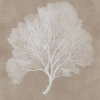 Picture of HENDRIDGE S/3 CORAL FRAME ART