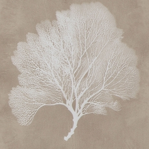 Picture of HENDRIDGE S/3 CORAL FRAME ART