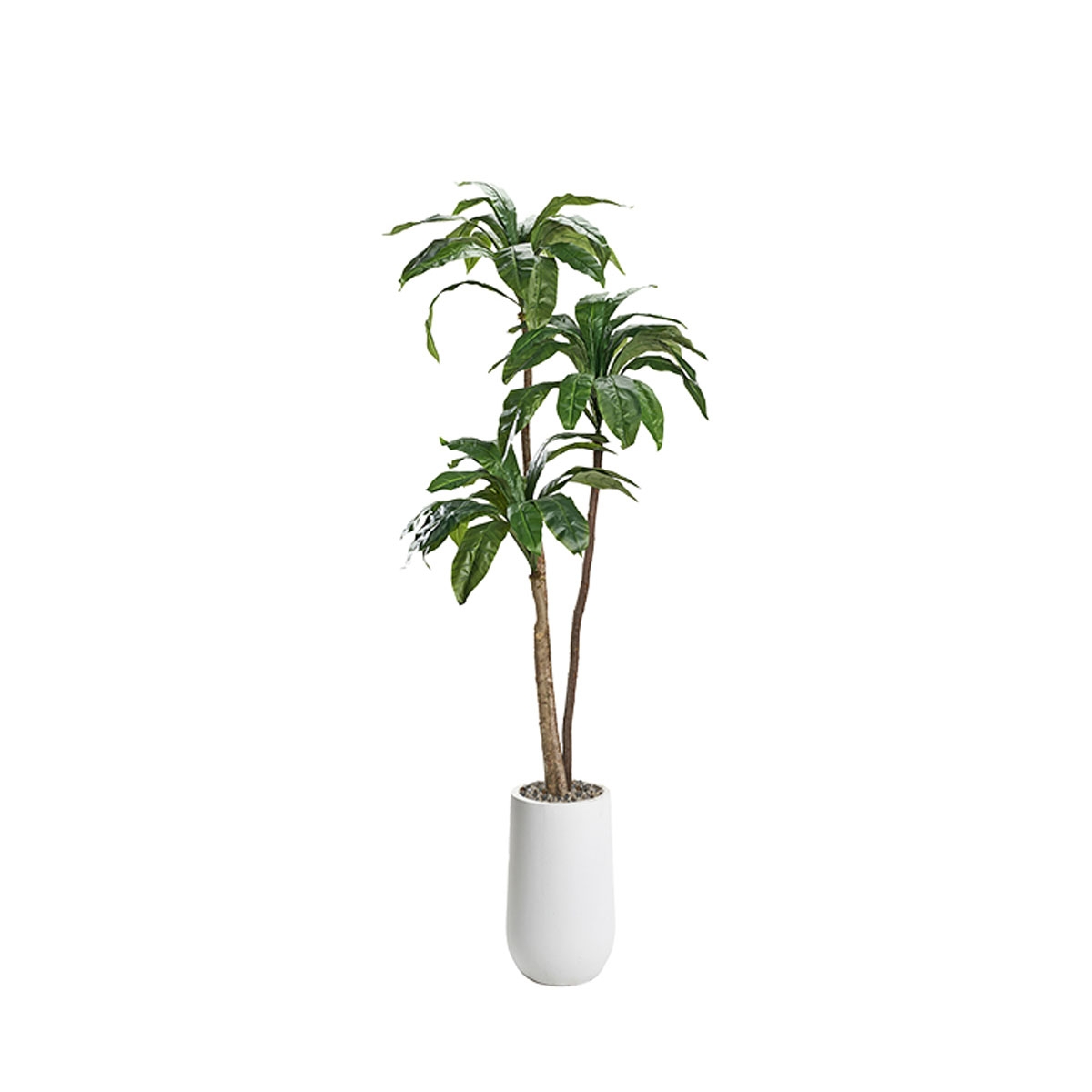 Picture of 6' BIRDSNEST PALM IN PLANTER